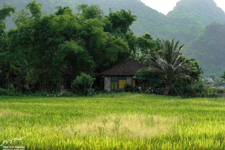 Premium Tonkin Garden Bungalow